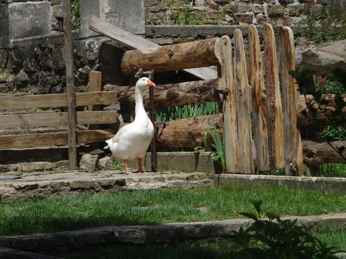 Le Mas Du Galibot Chambre Cambalotte Saint-Florent-sur-Auzonnet Dış mekan fotoğraf